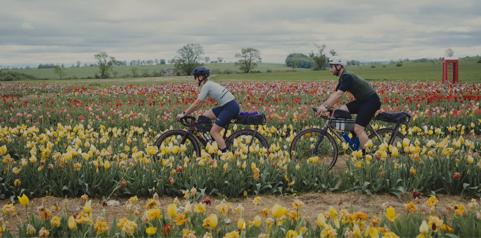 Two people riding bicycles through a field of tulips under a cloudy sky.